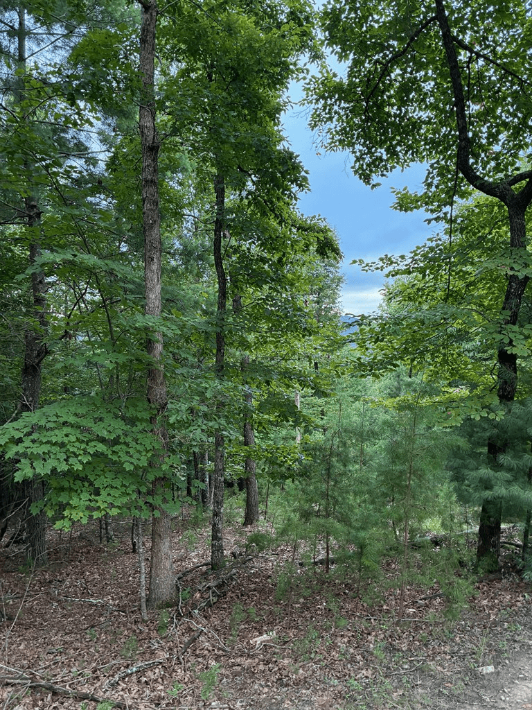 50+/- Pickelsimer Road, Morganton GA 30560 - Photo