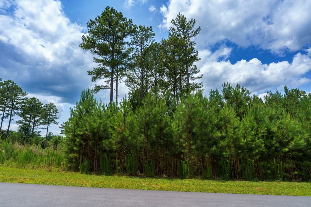 Lot 343 Loop Lane, Blairsville GA 30512 - Photo