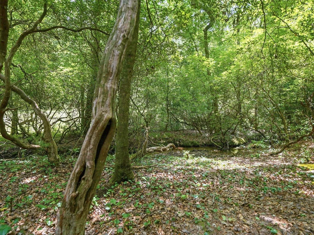 167 Mangums Trl, Blue Ridge GA 30513 - Photo