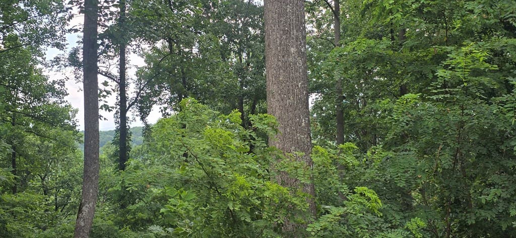 001 Winding Ridge, Blairsville GA 30512 - Photo