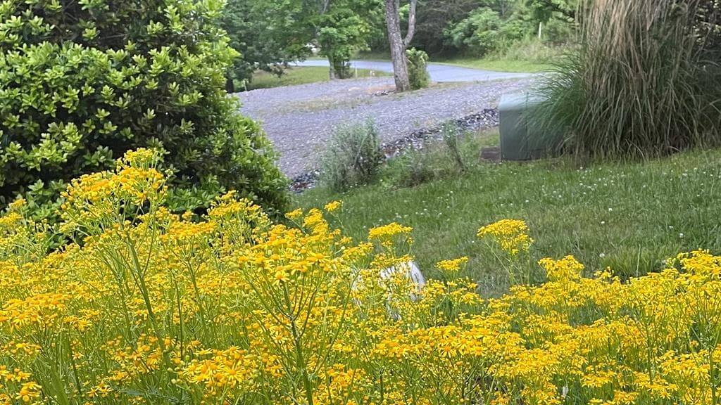 82 Jay Bird Way, Hayesville NC 28904 - Photo