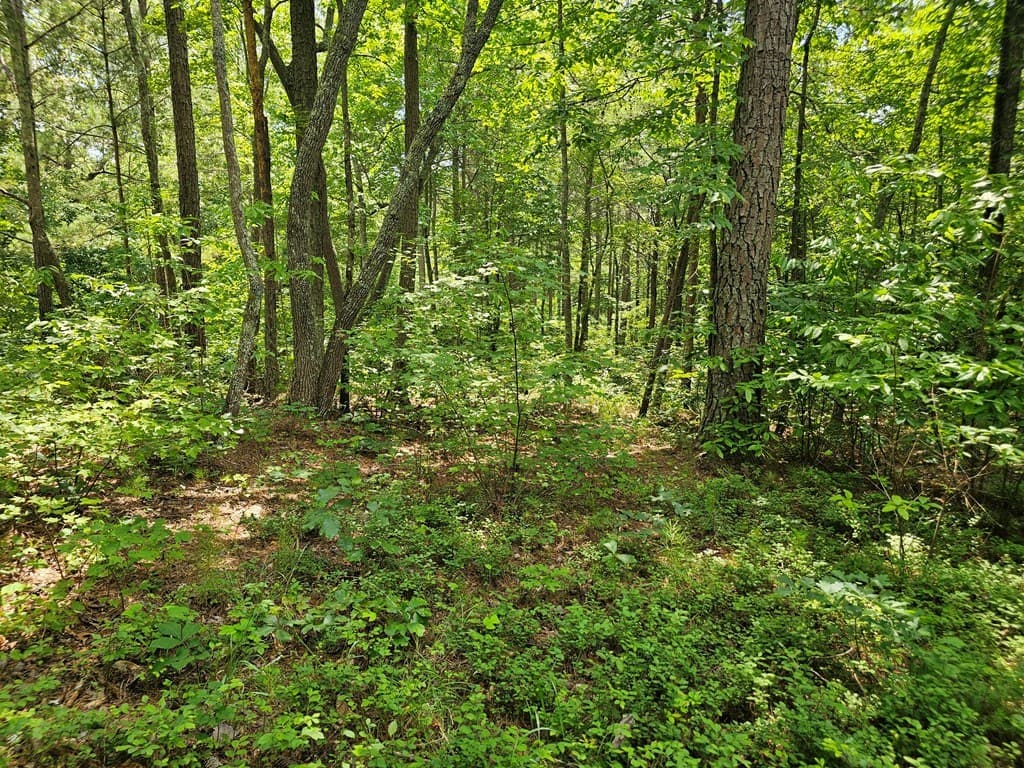 0 Harris Ridge Drive, Ellijay GA 30540 - Photo