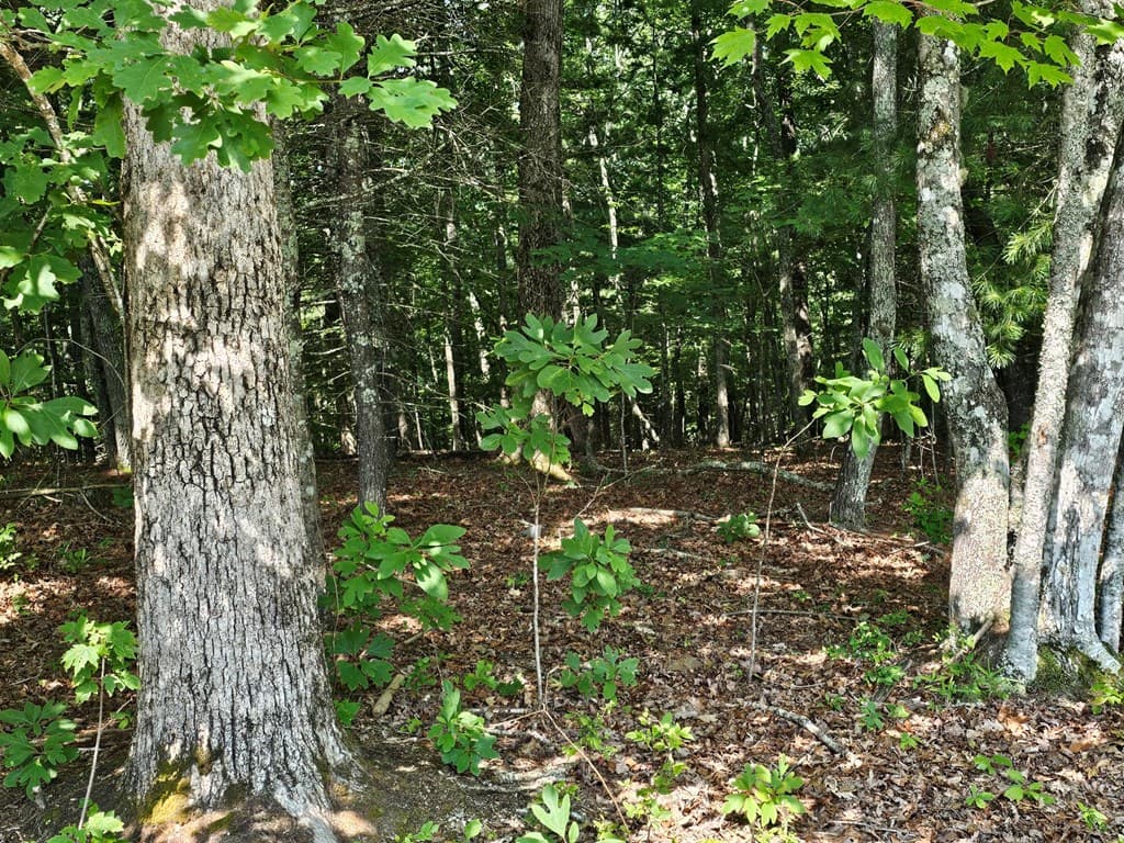 31 Acres Upper Bear Paw Road, Murphy NC 28906 - Photo