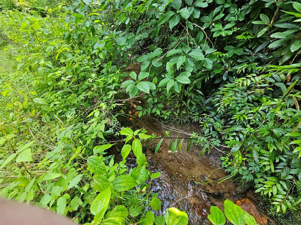 31 Acres Upper Bear Paw Road, Murphy NC 28906 - Photo