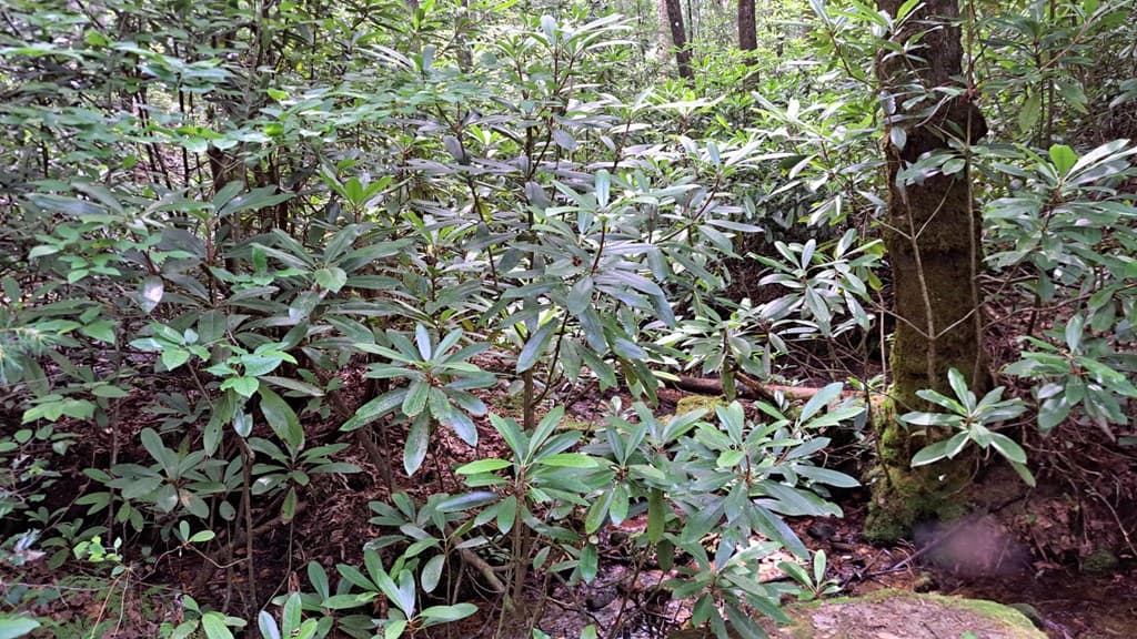 31 Acres Upper Bear Paw Road, Murphy NC 28906 - Photo