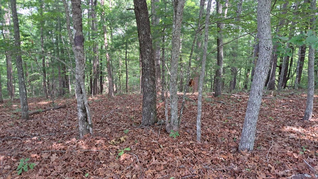 31 Acres Upper Bear Paw Road, Murphy NC 28906 - Photo