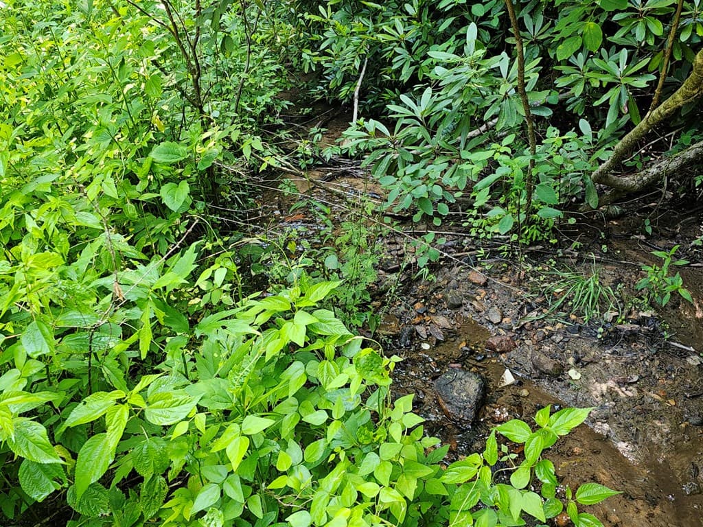 31 Acres Upper Bear Paw Road, Murphy NC 28906 - Photo
