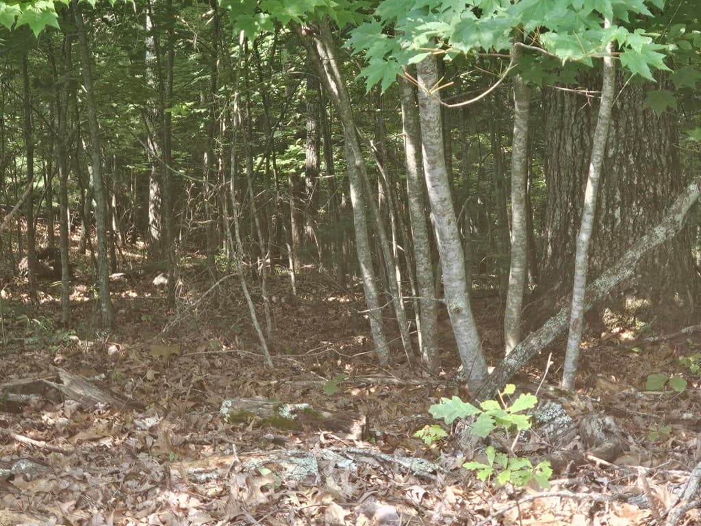 31 Acres Upper Bear Paw Road, Murphy NC 28906 - Photo