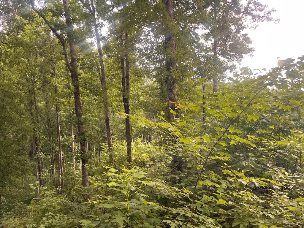LT118 S Jakes Landing Way, Ellijay GA 30540 - Photo