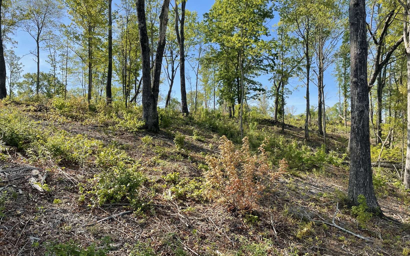LT118 S Jakes Landing Way, Ellijay GA 30540 - Photo