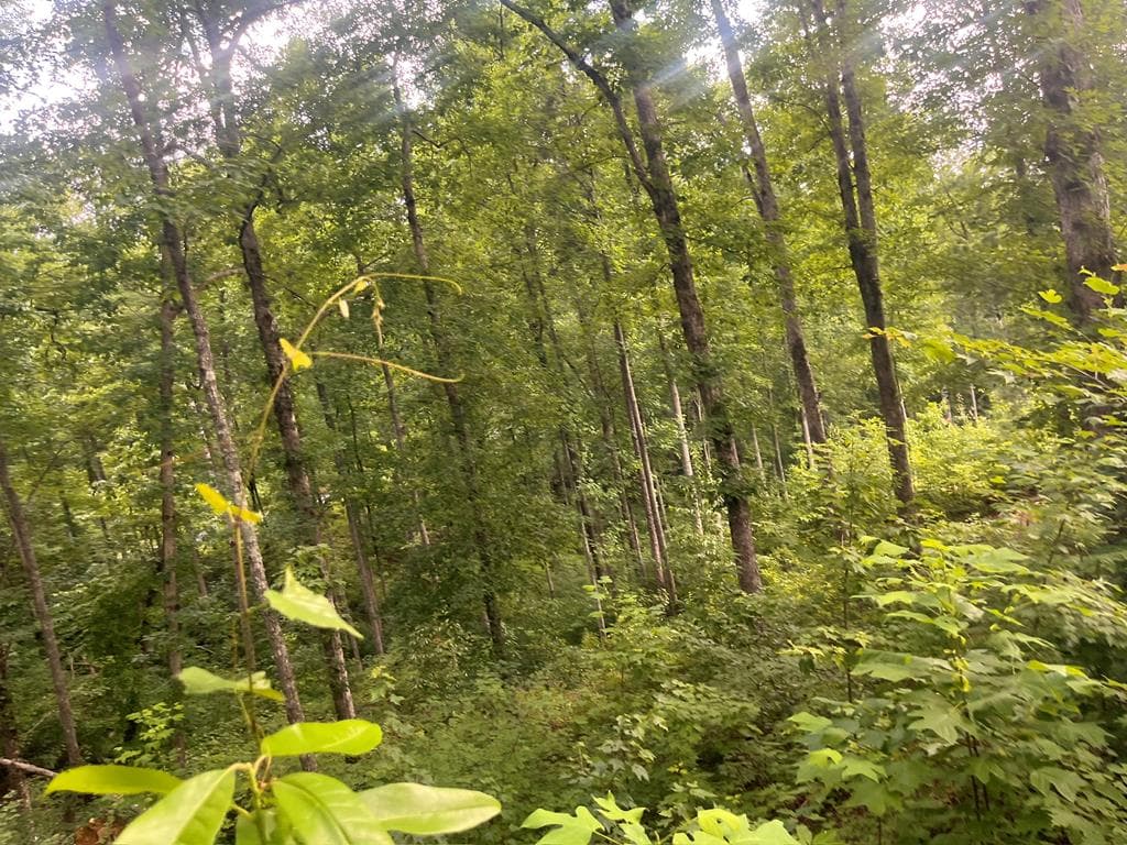 LT118 S Jakes Landing Way, Ellijay GA 30540 - Photo