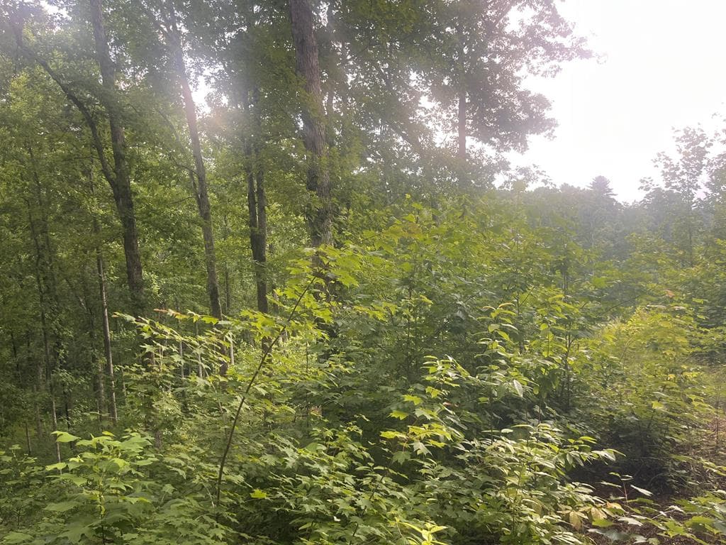 LT118 S Jakes Landing Way, Ellijay GA 30540 - Photo