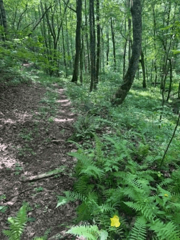 10.96 Ac Paramount Trail, Ellijay GA 30536 - Photo