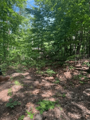 10.96 Ac Paramount Trail, Ellijay GA 30536 - Photo