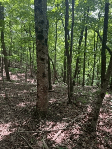 10.96 Ac Paramount Trail, Ellijay GA 30536 - Photo