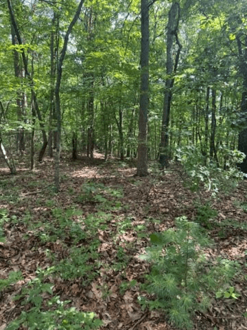 10.96 Ac Paramount Trail, Ellijay GA 30536 - Photo