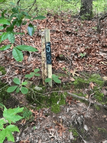 10.96 Ac Paramount Trail, Ellijay GA 30536 - Photo