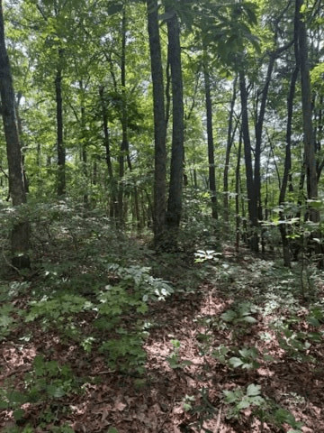 10.96 Ac Paramount Trail, Ellijay GA 30536 - Photo