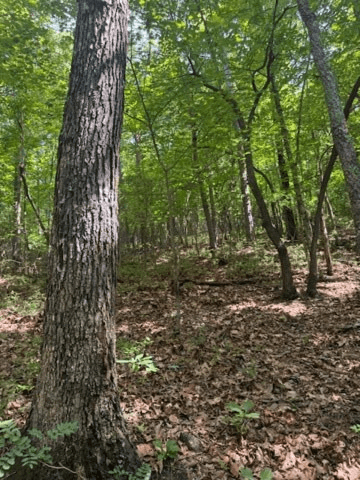 10.96 Ac Paramount Trail, Ellijay GA 30536 - Photo