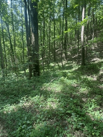 10.96 Ac Paramount Trail, Ellijay GA 30536 - Photo