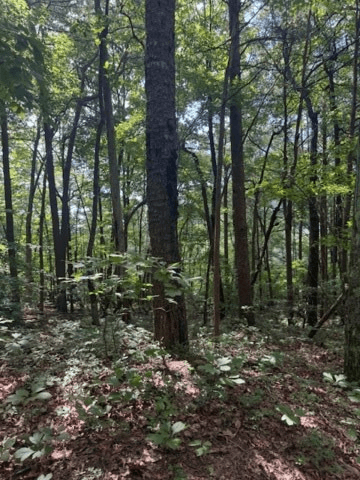 10.96 Ac Paramount Trail, Ellijay GA 30536 - Photo