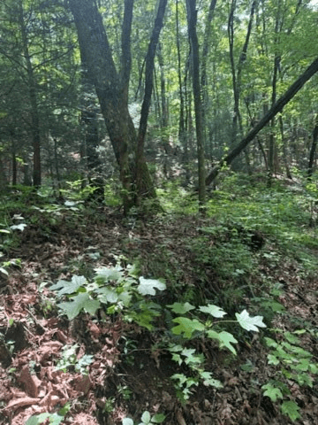 10.96 Ac Paramount Trail, Ellijay GA 30536 - Photo