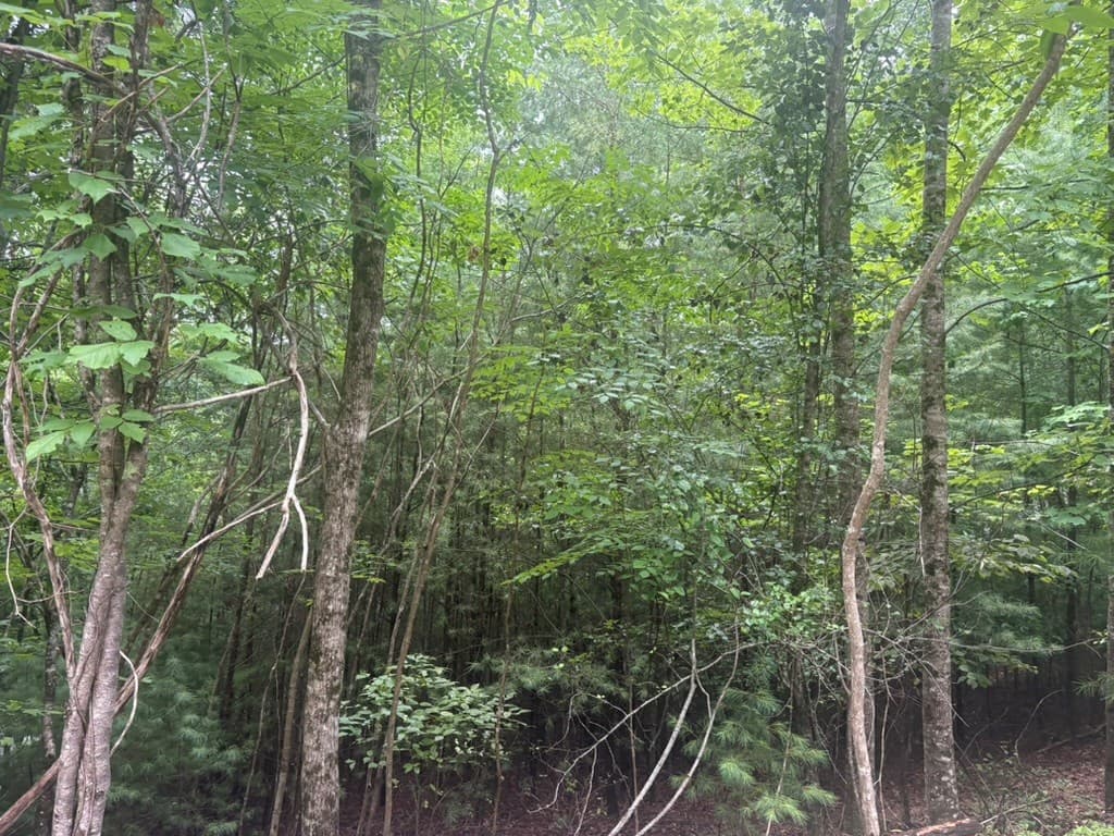 99 Nelson Circle, Blairsville GA 30512 - Photo