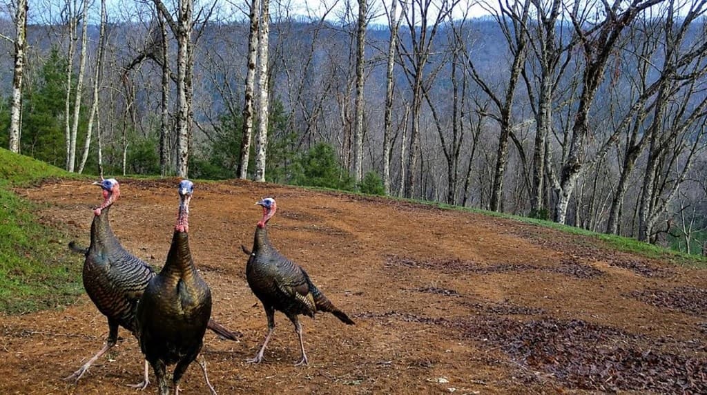 20 Fly Cast Overlook, Hayesville NC 28904 - Photo