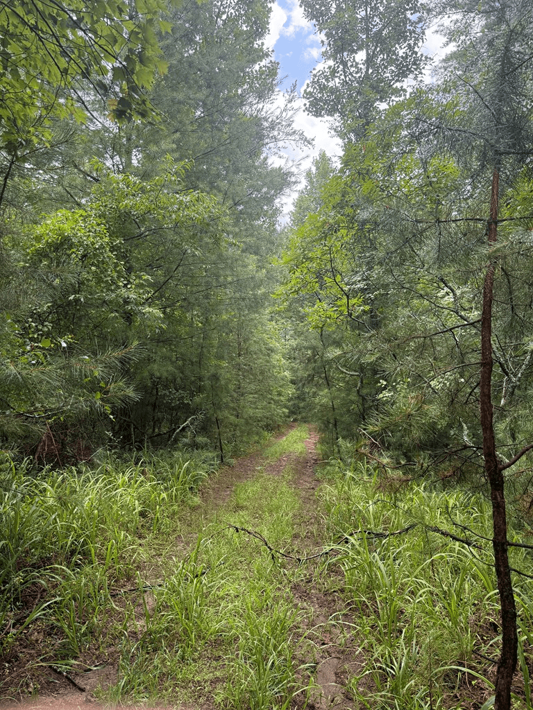 TBD Pinelog Church Road, Brasstown NC 28902 - Photo