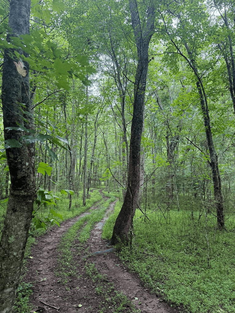 TBD Pinelog Church Road, Brasstown NC 28902 - Photo