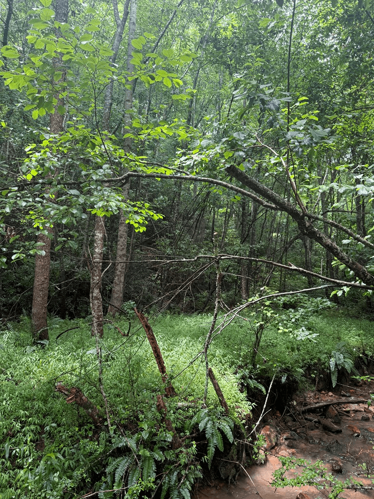 TBD Pinelog Church Road, Brasstown NC 28902 - Photo
