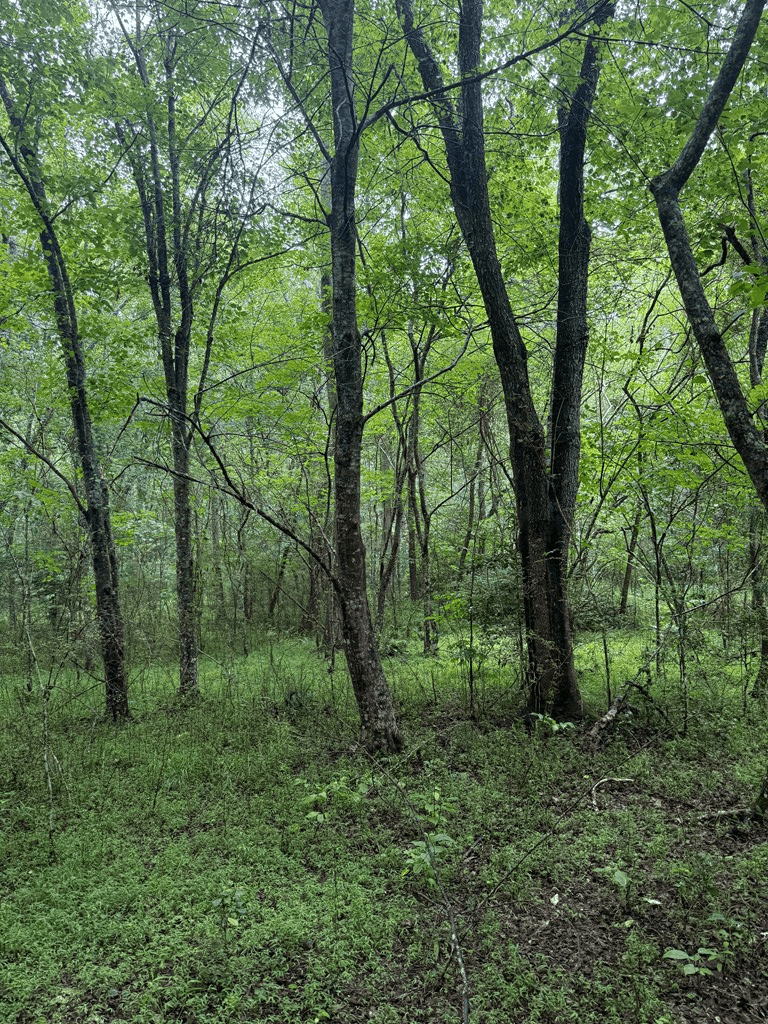 TBD Pinelog Church Road, Brasstown NC 28902 - Photo