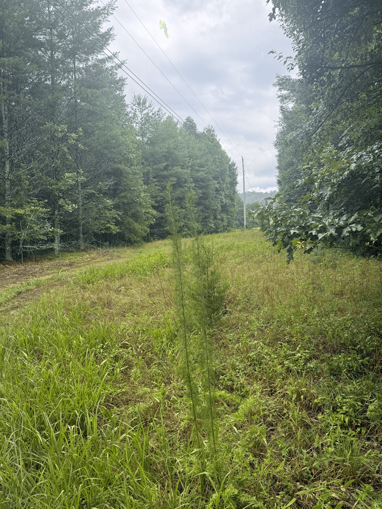 TBD Pinelog Church Road, Brasstown NC 28902 - Photo
