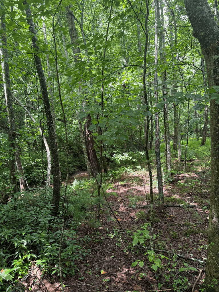 TBD Pinelog Church Road, Brasstown NC 28902 - Photo