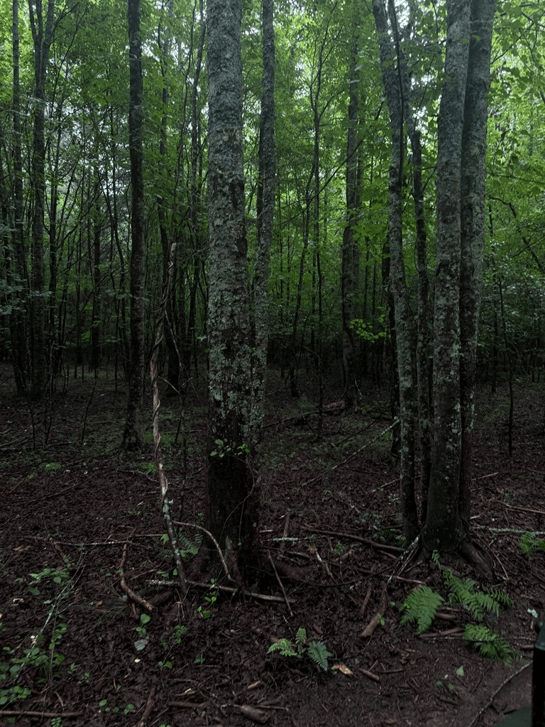 TBD Pinelog Church Road, Brasstown NC 28902 - Photo