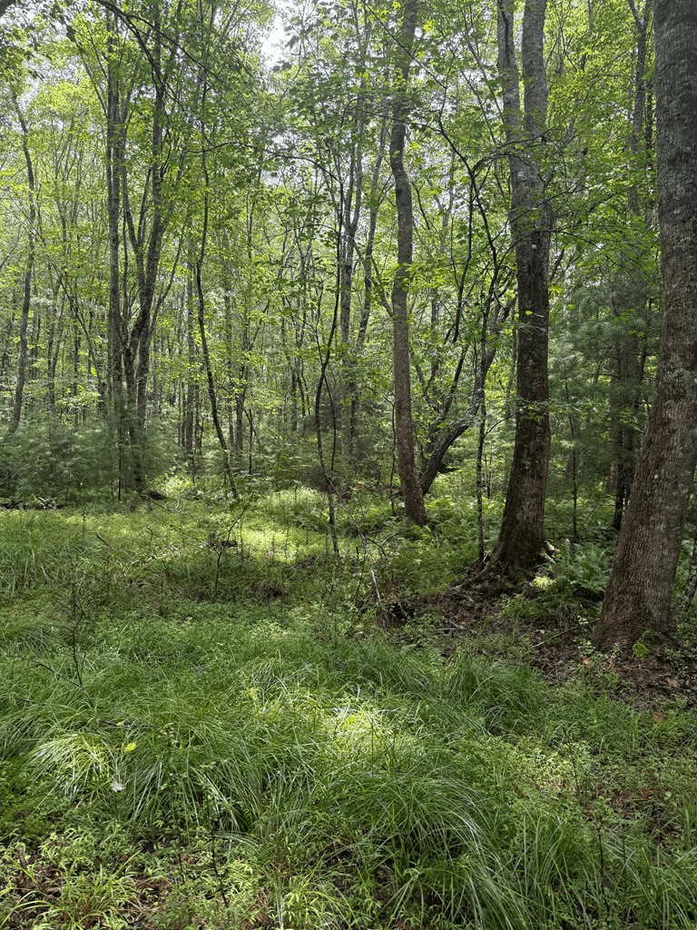 TBD Pinelog Church Road, Brasstown NC 28902 - Photo