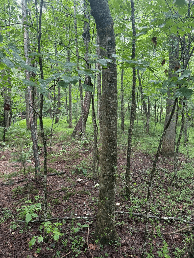 TBD Pinelog Church Road, Brasstown NC 28902 - Photo