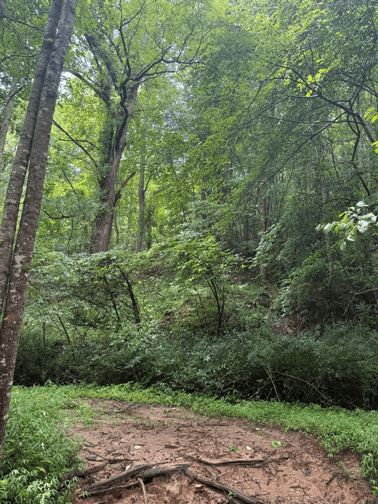 TBD Pinelog Church Road, Brasstown NC 28902 - Photo