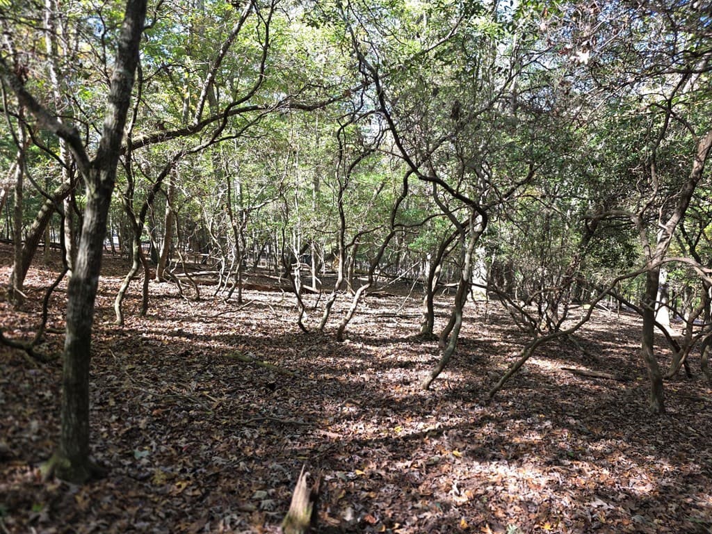 Lot #385 Zenith Trail, Ellijay GA 30540 - Photo