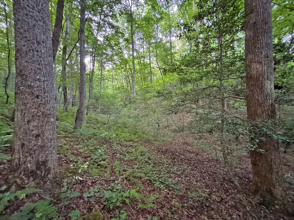 1720 Mt. Springer Road, Ellijay GA 30540 - Photo