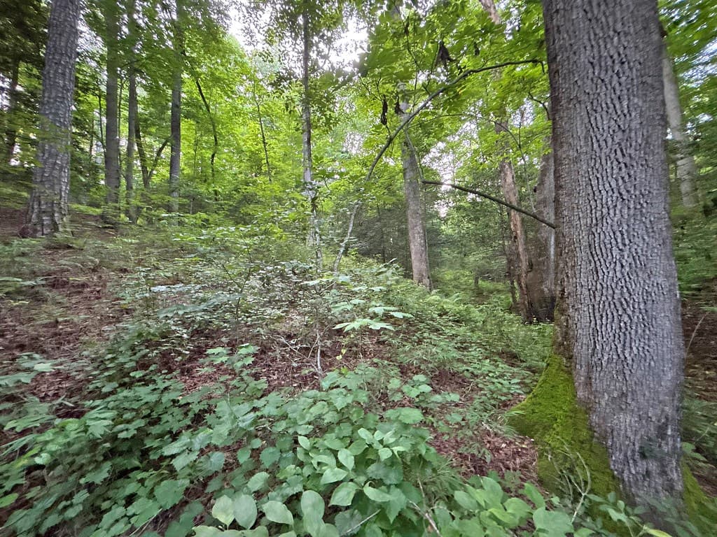 1720 Mt. Springer Road, Ellijay GA 30540 - Photo