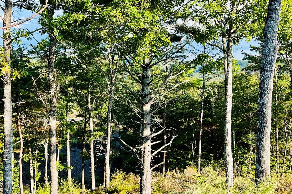 Lot 17 Mountain Laurel Ridge, Mineral Bluff GA 30559 - Photo
