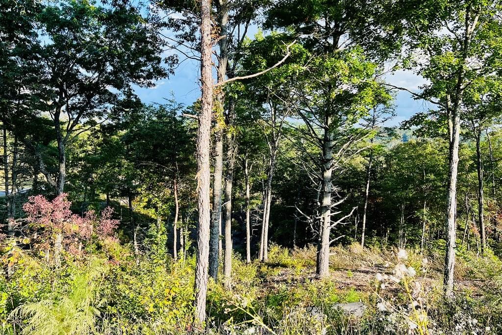 Lot 17 Mountain Laurel Ridge, Mineral Bluff GA 30559 - Primary photo
