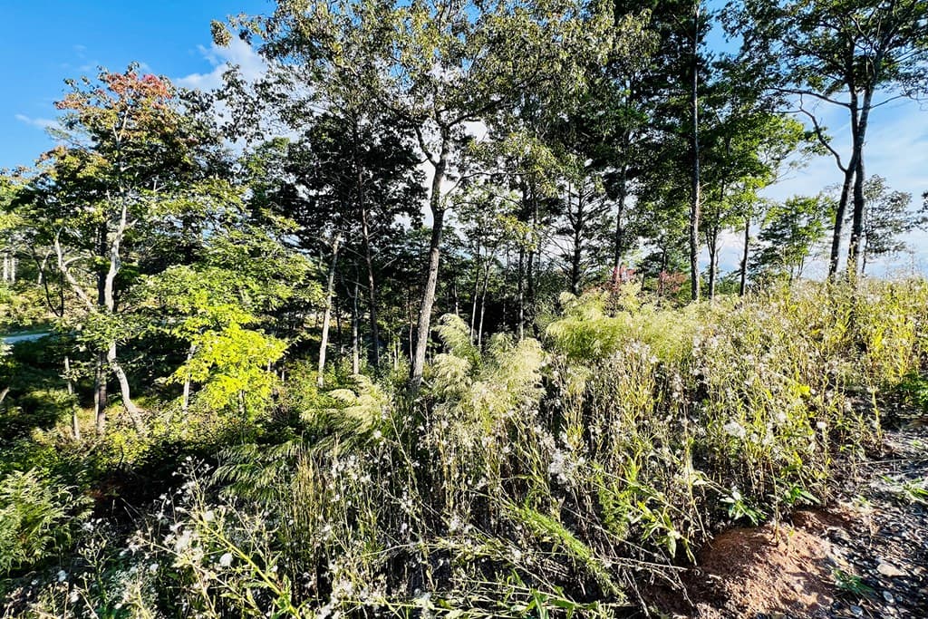 Lot 17 Mountain Laurel Ridge, Mineral Bluff GA 30559 - Photo