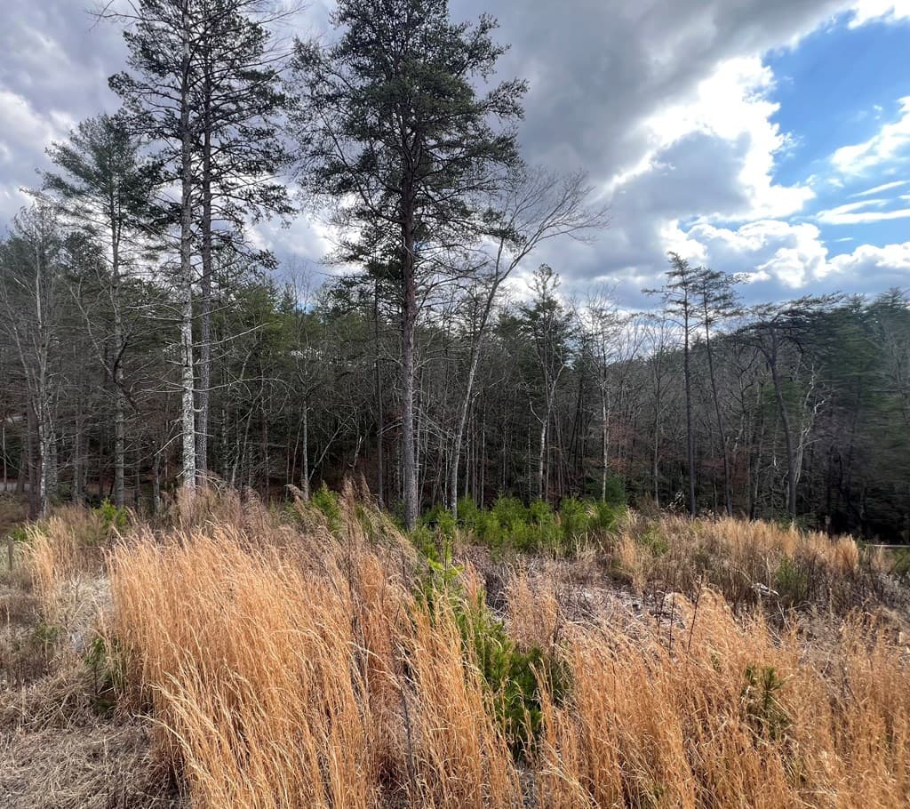 Lot 10 Mountain Laurel Ridge, Mineral Bluff GA 30559 - Photo