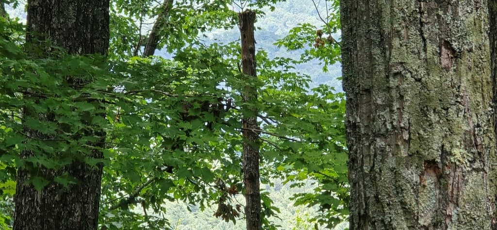 Lot 7 Scouts Overlook, Morganton GA 30560 - Photo