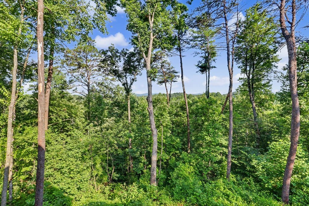 240 Pink Pig Lane, Cherry Log GA 30522 - Photo