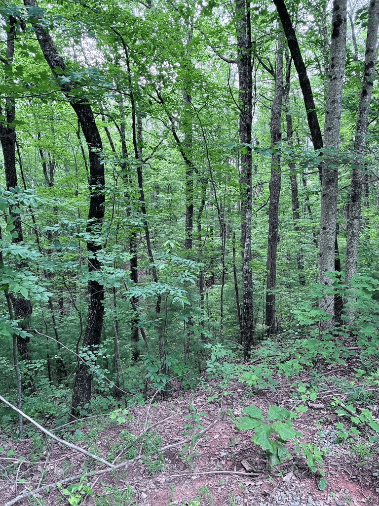 829 Morton Drive, Ellijay GA 30540 - Photo