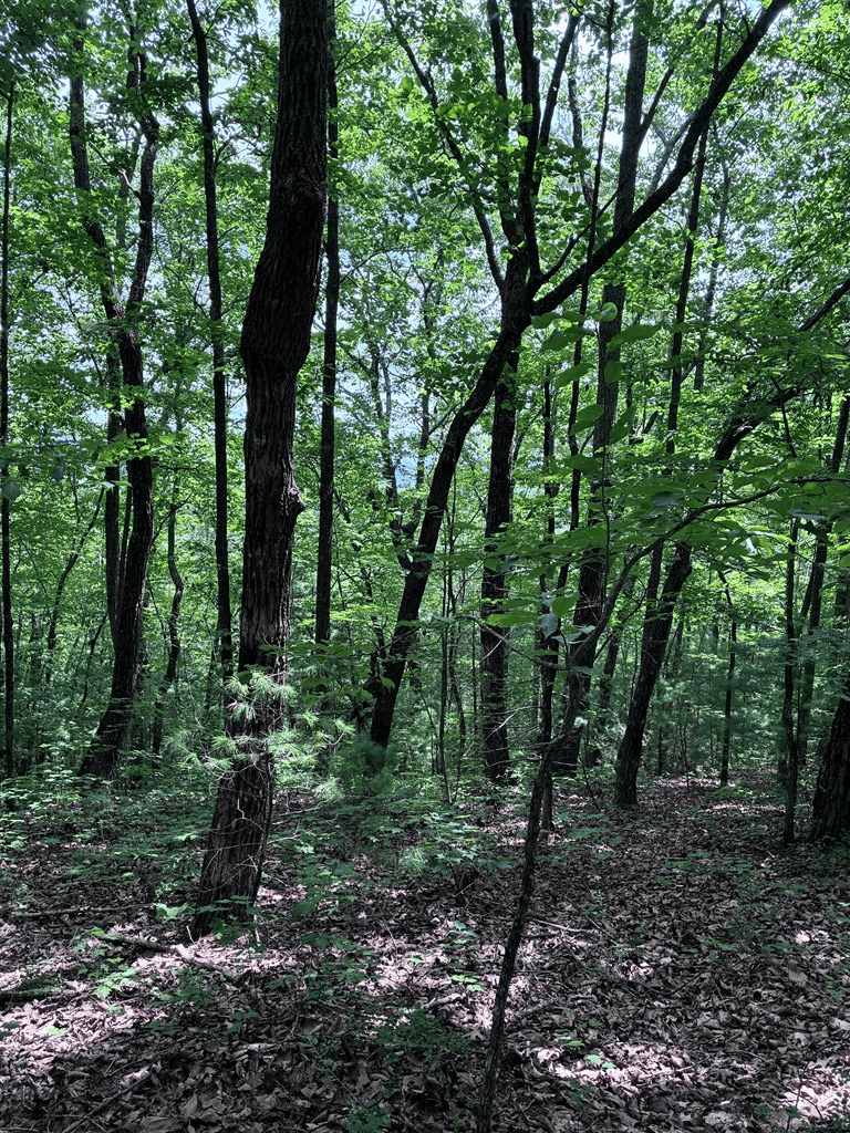 829 Morton Drive, Ellijay GA 30540 - Photo