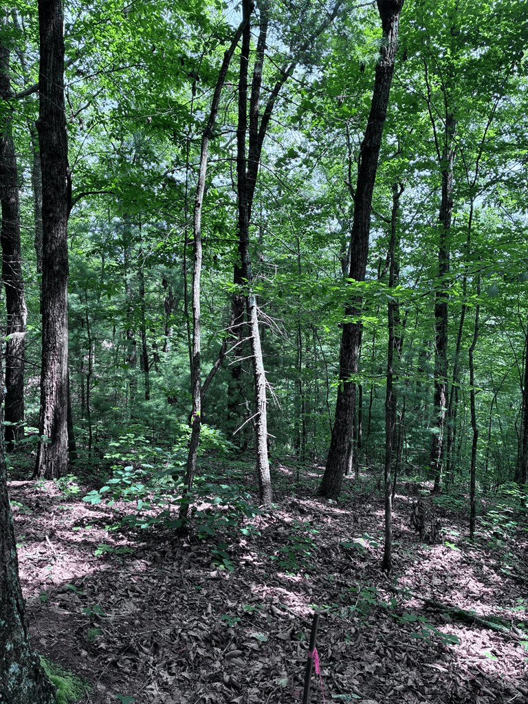 829 Morton Drive, Ellijay GA 30540 - Photo